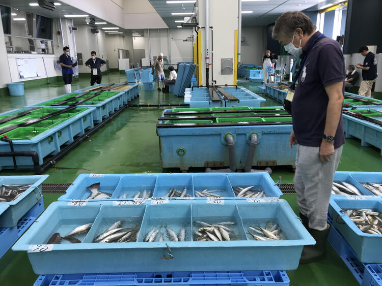 三浦漁港で競りして買った魚も届きます☆