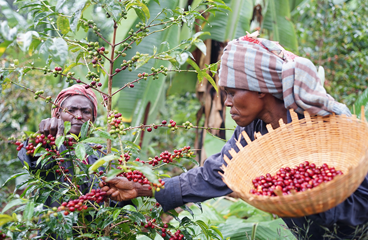 豆の仕入れからこだわっています！