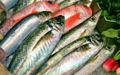 刺身、焼き、炙り、寿司、海鮮丼など考案中