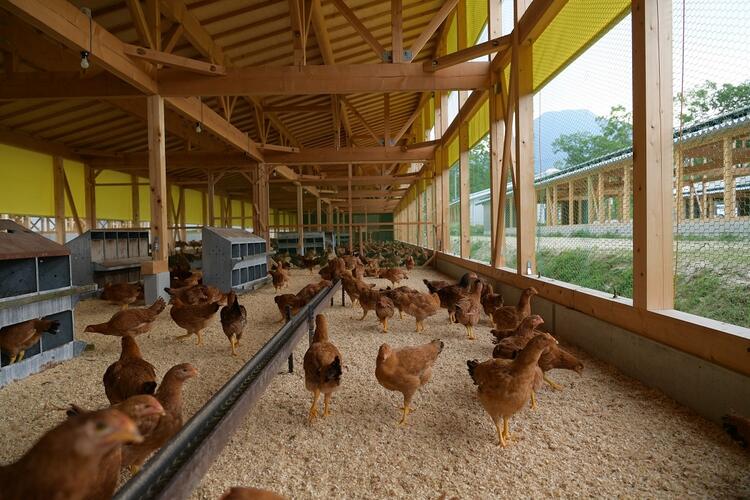 鶏の孵化から提供までの管理も学べる