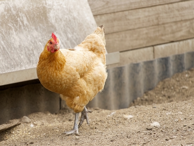 銘柄鶏を丁寧な仕込み、串打ち、火入れ