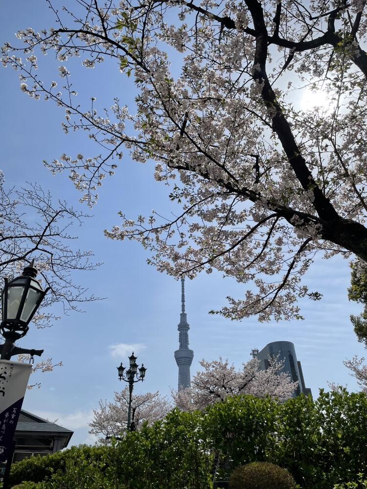 目の前は桜並木、スカイツリーも見れます