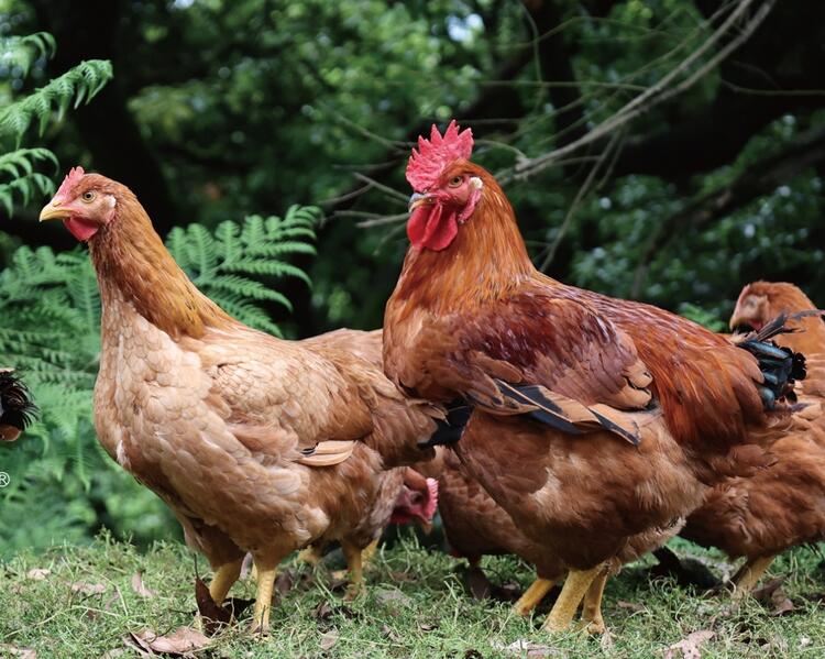 黒岩土鶏とホロホロ鳥をメインに使用