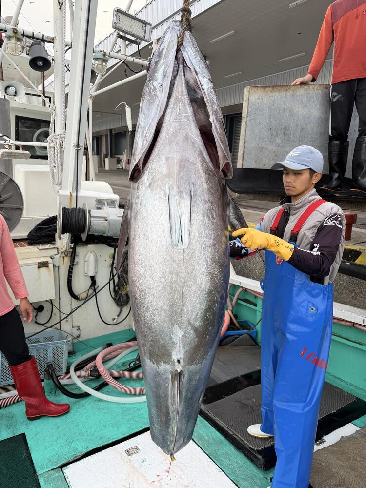 水揚げされたばかりの本鮪