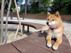 ワンちゃんが好きな方、大歓迎★