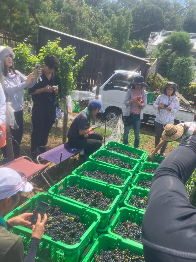 鎌倉ワイン　月1栽培部活！