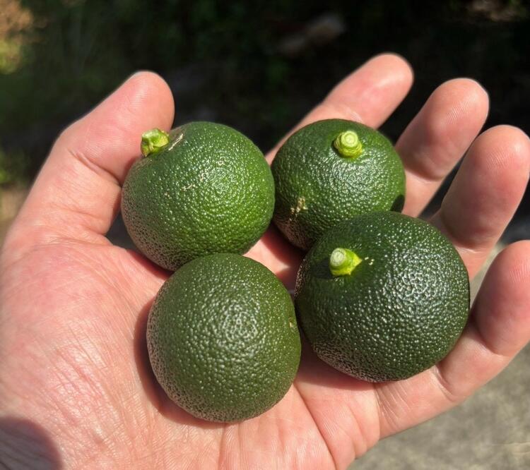 “ゆずきち”。カボスやスダチの様な柑橘類