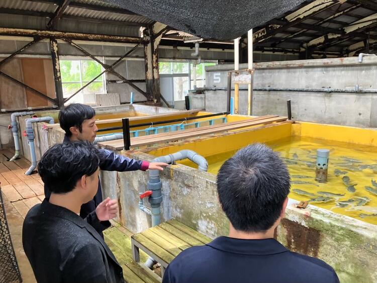 とらふぐの養殖施設