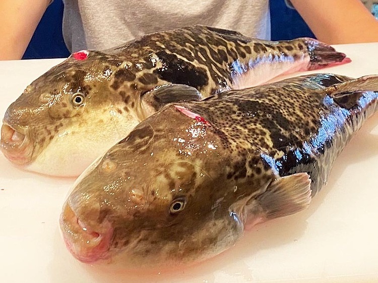 フグの調理なども学べますよ！