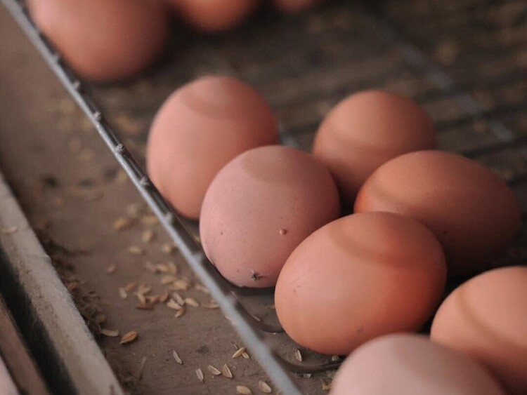 卵1個100円。その価値広めるきっかけに