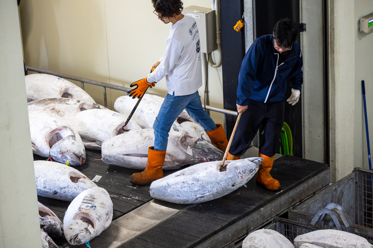 市場直送、鮮度抜群のマグロを厳選。