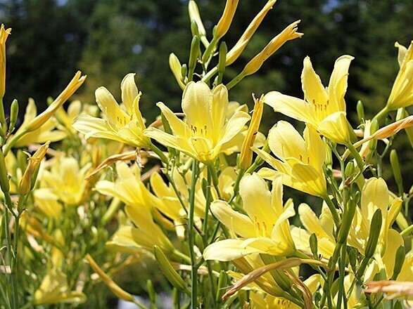 季節の移ろいを感じる草花や野鳥なども
