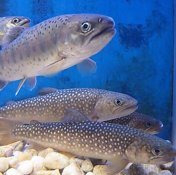 季節の川魚を、最も美味しい姿でお客様へ