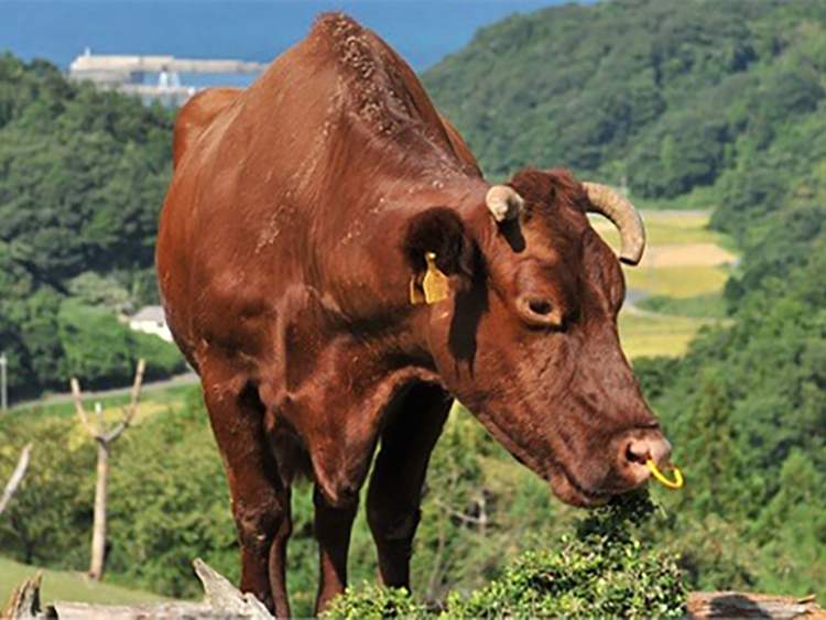 お店のみんなで牧場見学に行くこともあり。