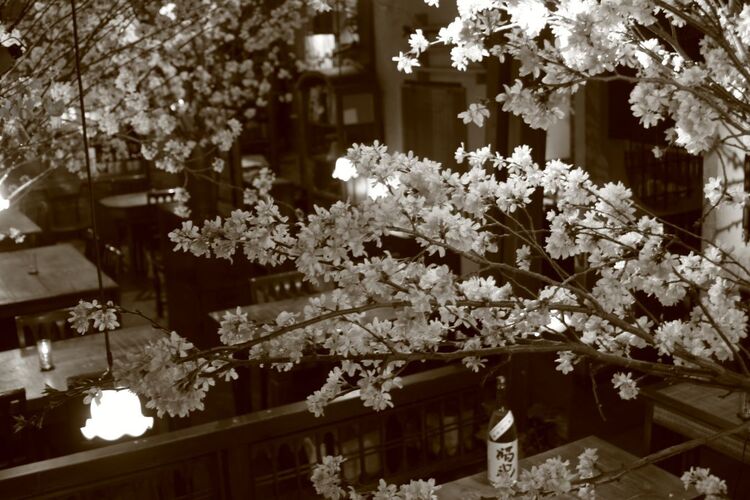 店内は樹々にあふれた異空間/春には桜も。