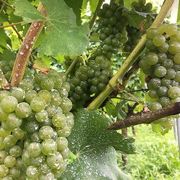 山形県の自社農園でワイン用ブドウを栽培