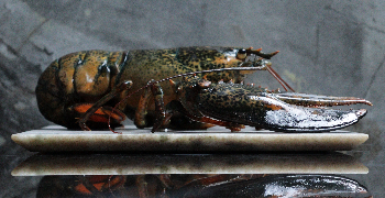 若手～ベテランまで幅広く活躍中