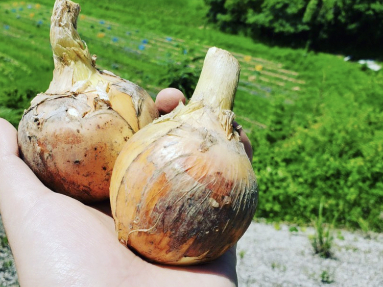 八百屋とごはん かわさきの詳細画像8