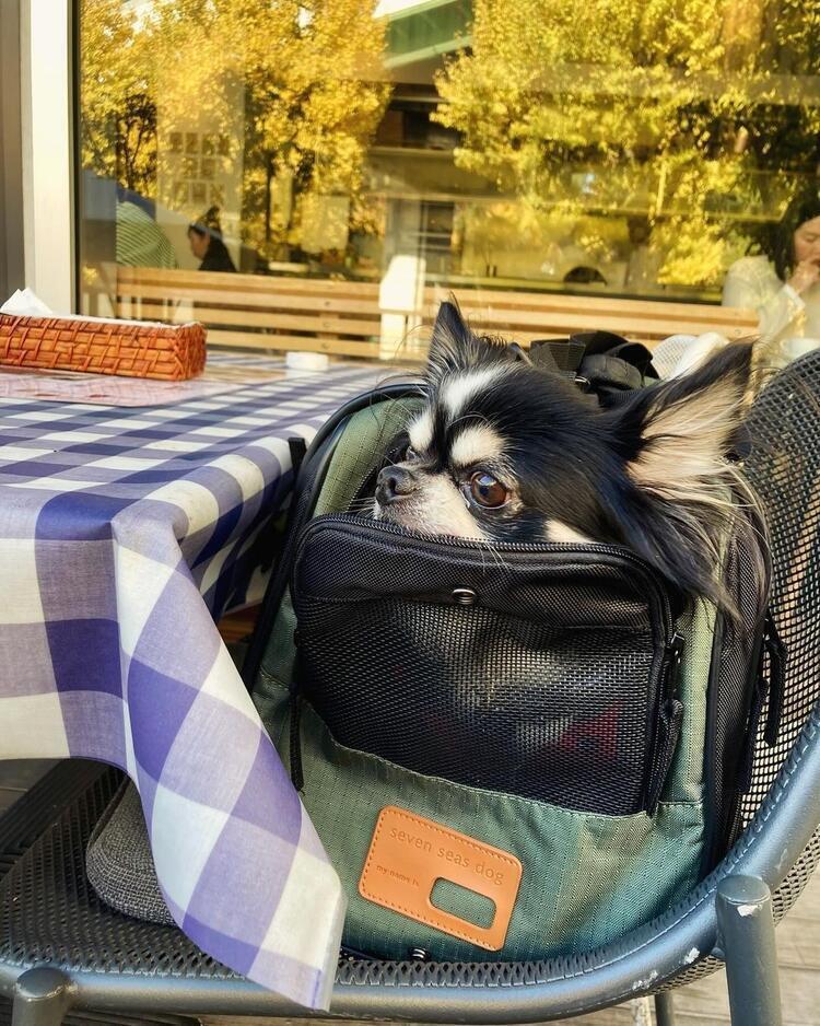 テラス席はワンちゃん同伴OK♪