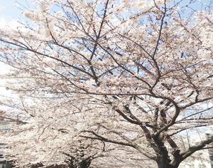 田燕　まるかく三　池尻大橋