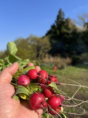 カントリーハウス・LOG CABIN