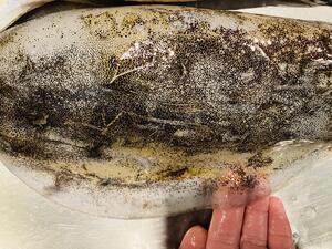 酒ありき肴　与一