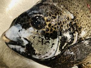 酒ありき肴　与一