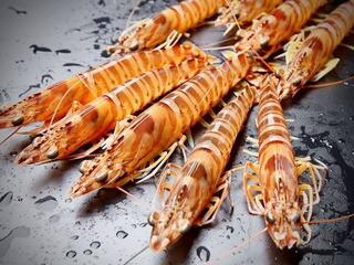 Flying shrimpの画像