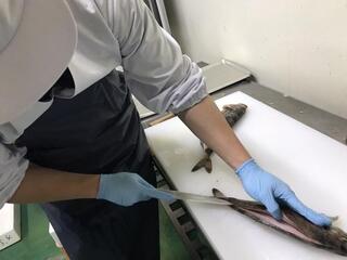 シハチ鮮魚工場直売所の画像