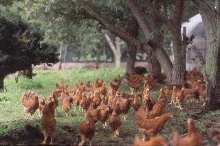 本家あべや　KITTE　丸の内店の画像