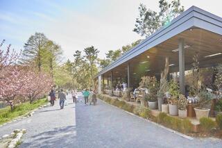 バードツリーの画像