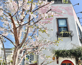 桜キッチンカフェの画像