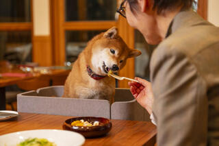 DogField 諏訪坂の画像